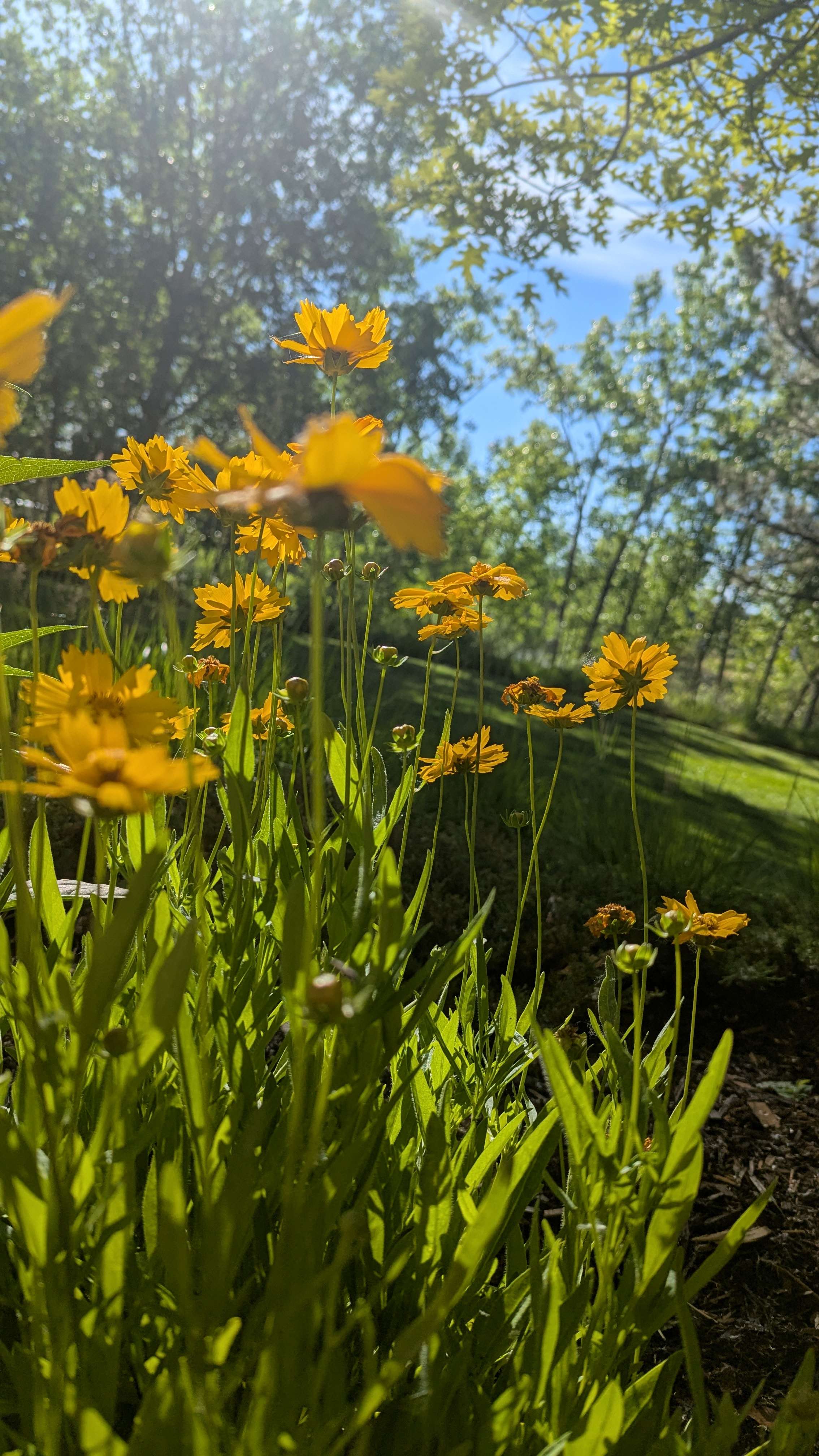 LASP Meadow