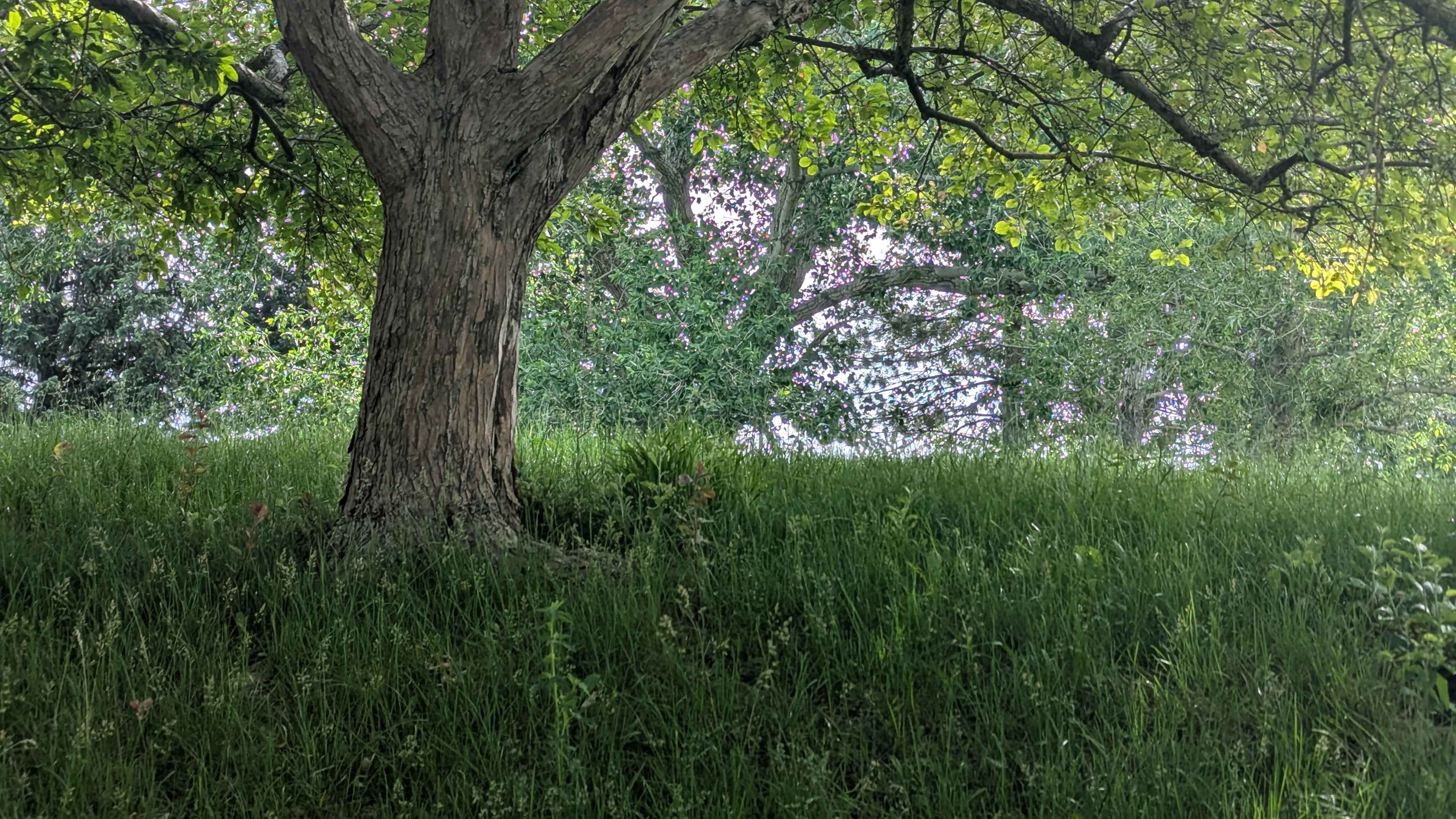 LASP Meadow