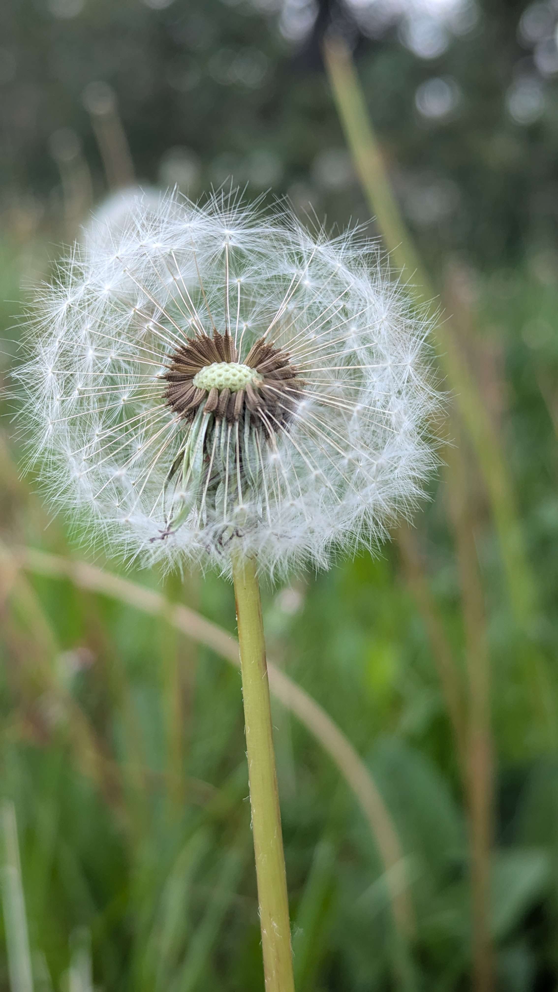 LASP Meadow